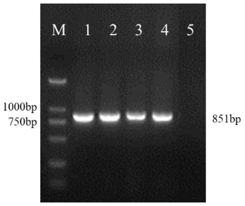 Expression vector, reagent, preparation method and application of fungal nucleus fluorescent marker