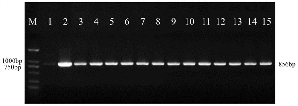 Expression vector, reagent, preparation method and application of fungal nucleus fluorescent marker