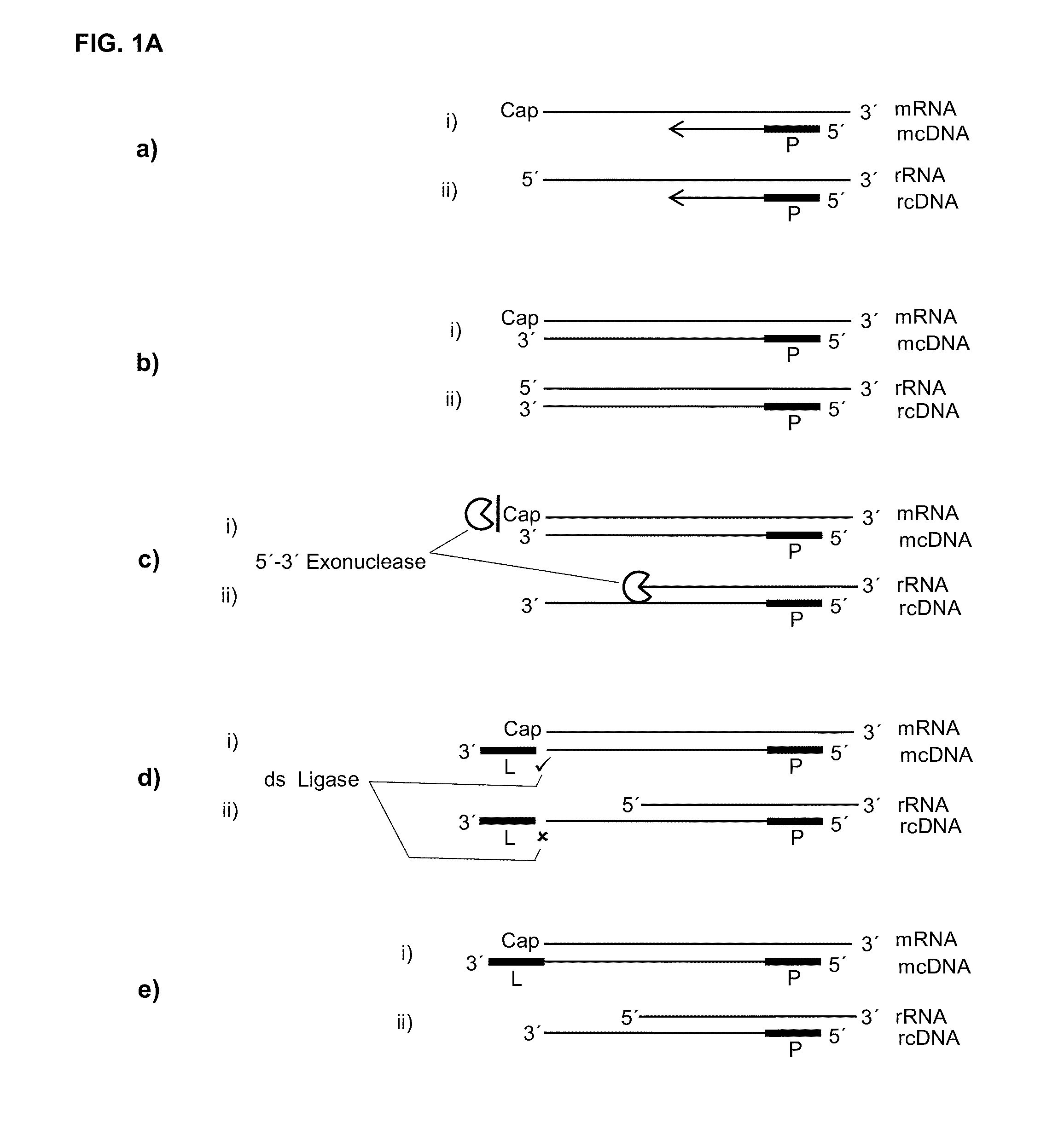 5' protection dependent amplification