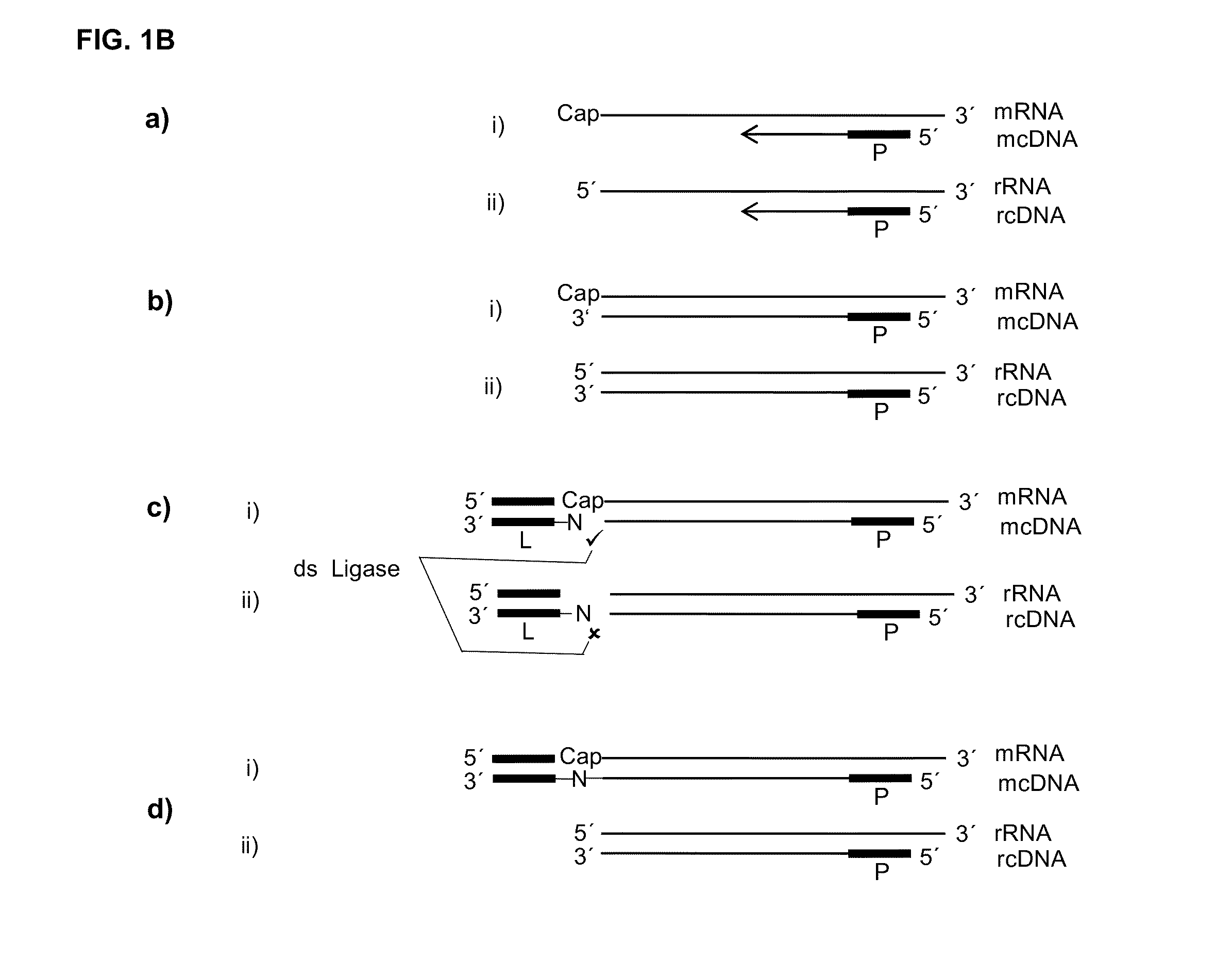 5' protection dependent amplification