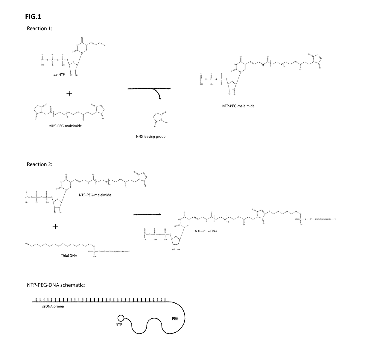 DNA display and methods thereof