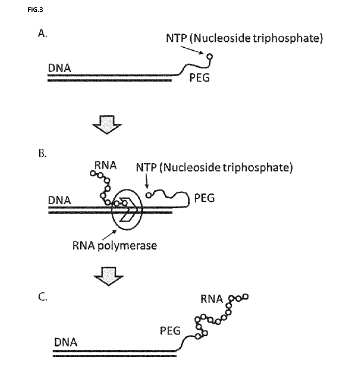 DNA display and methods thereof