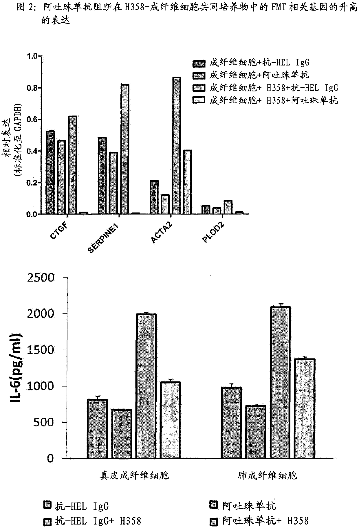 Anti-alpha-v integrin antibody for the treatment of fibrosis and/or fibrotic disorders