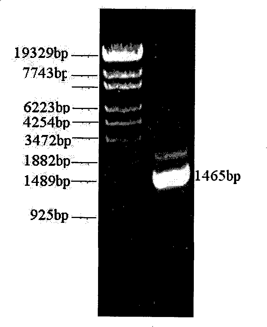 Novel constructed high-yield malic acid gene engineering and method for producing malic acid