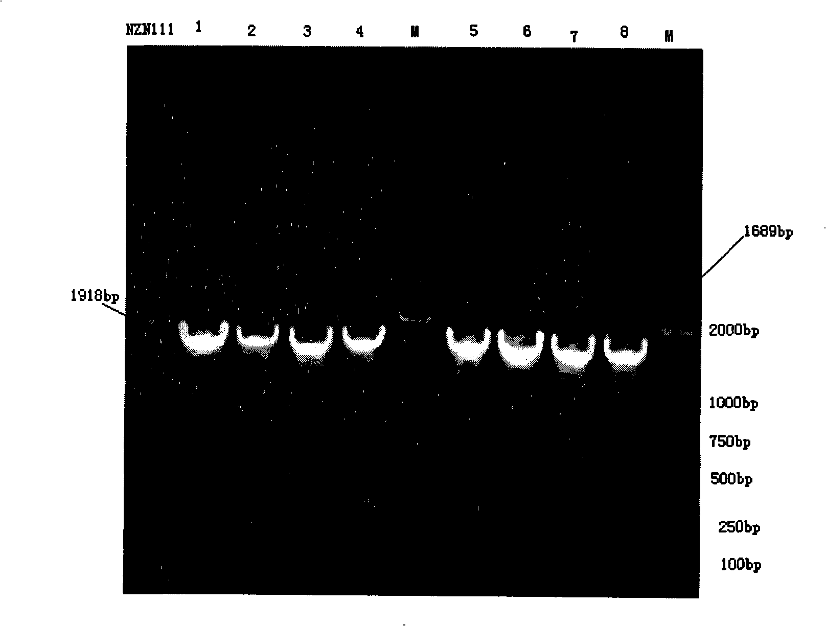 Novel constructed high-yield malic acid gene engineering and method for producing malic acid