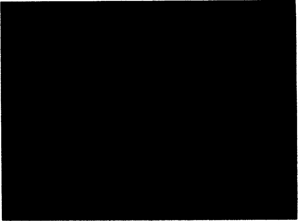 Target directional DNA vaccine for preventing caries and preparation method thereof