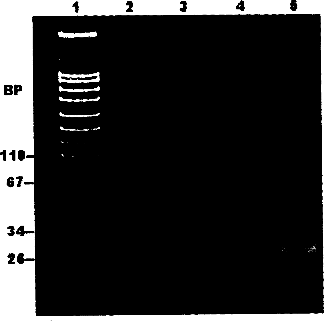 Dowble-stranded RNA and use thereof