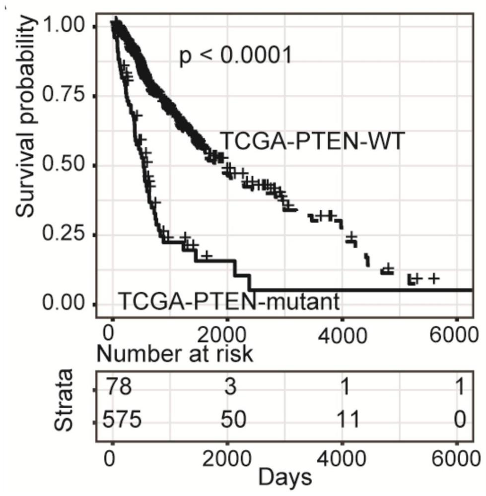 Method for screening glioma biomarker based on PTEN gene state