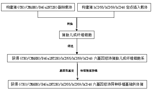 Method for constructing heterogeneous organ transplantation base donor pigs