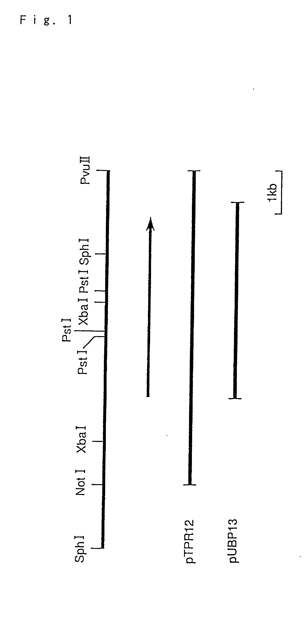 Hyperthermostable protease gene