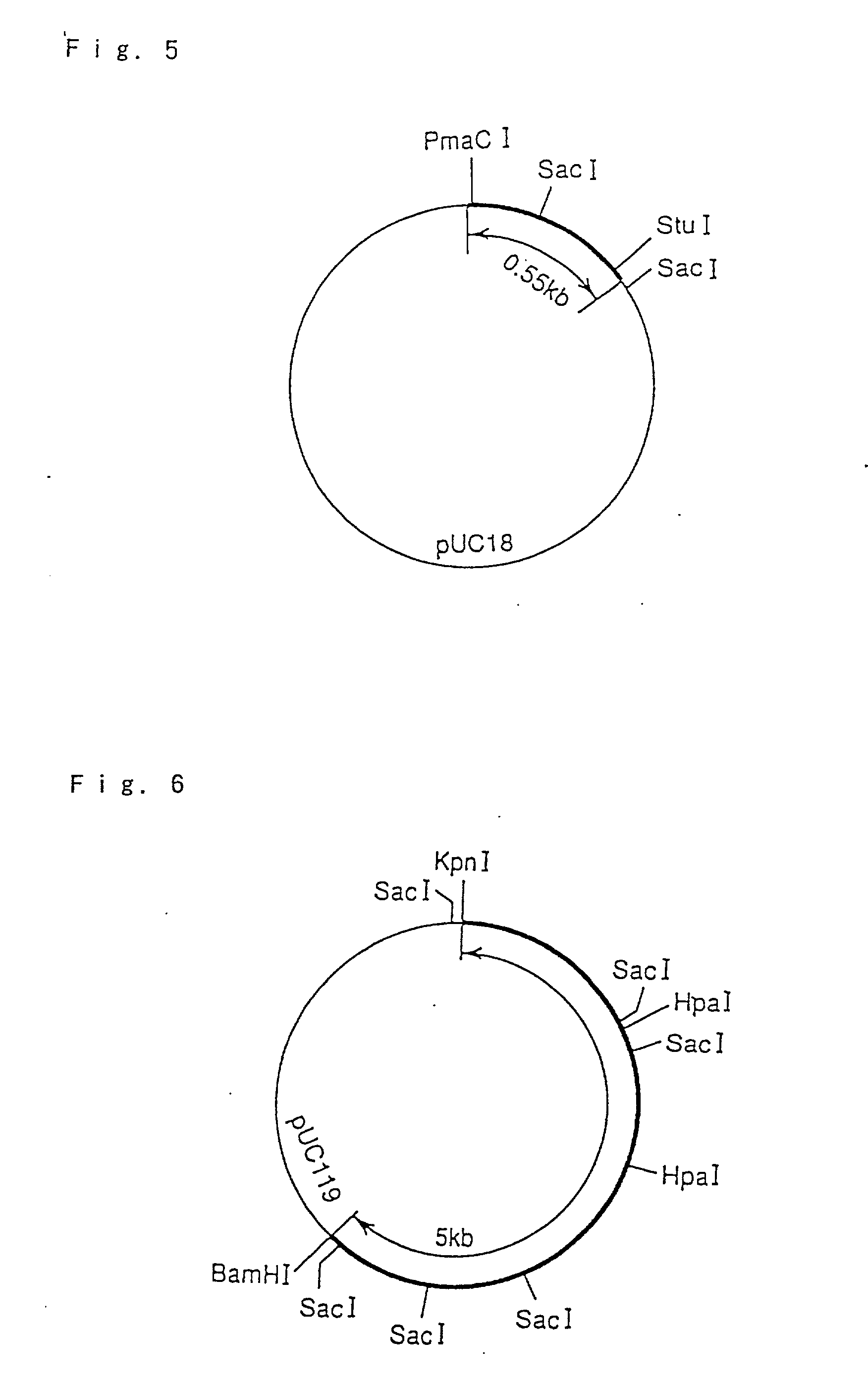 Hyperthermostable protease gene