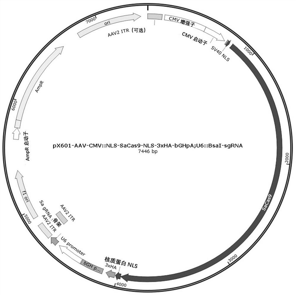 Nucleic acid molecules and kit by combining to mutant RHO genes