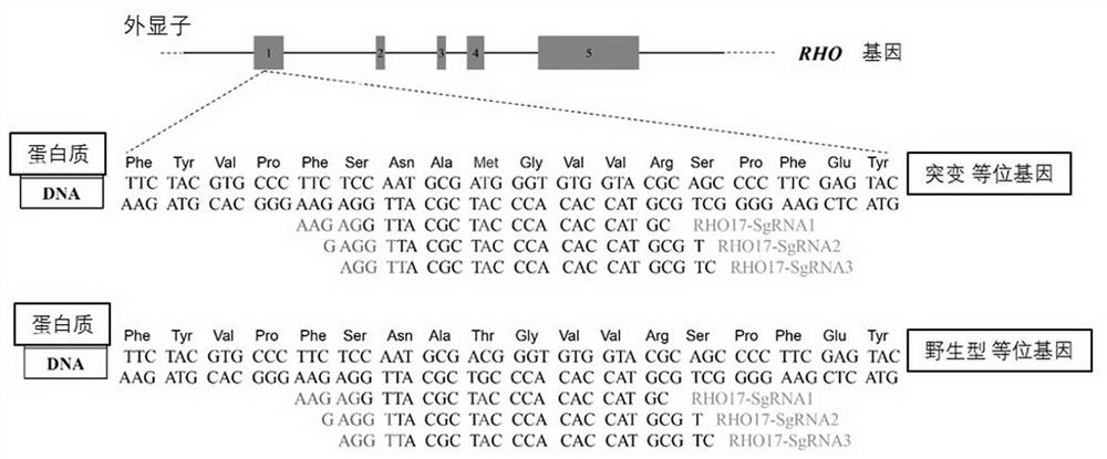 Nucleic acid molecules and kit by combining to mutant RHO genes