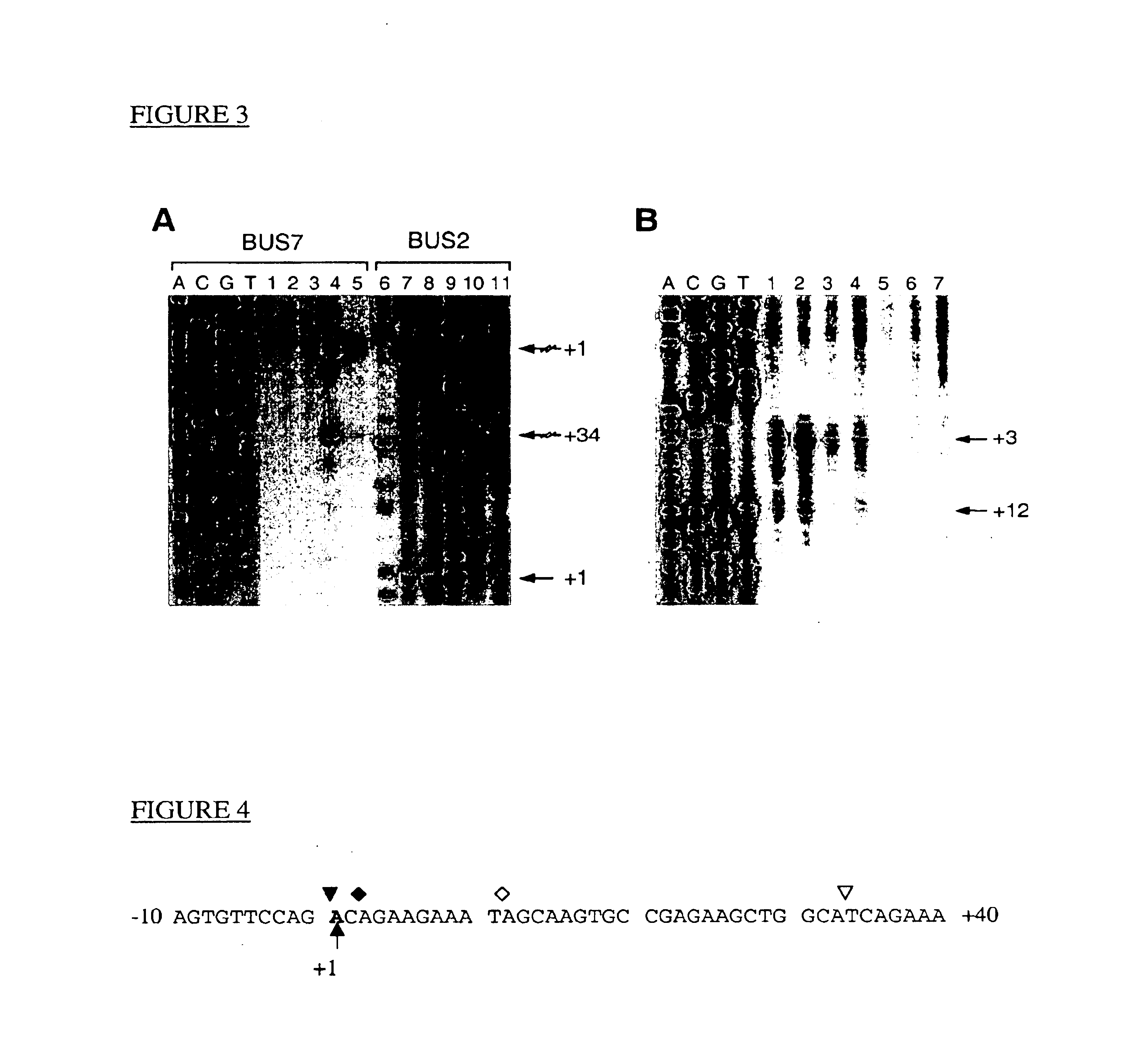 Nucleic acid molecules comprising the promoter for PCA3, and uses thereof