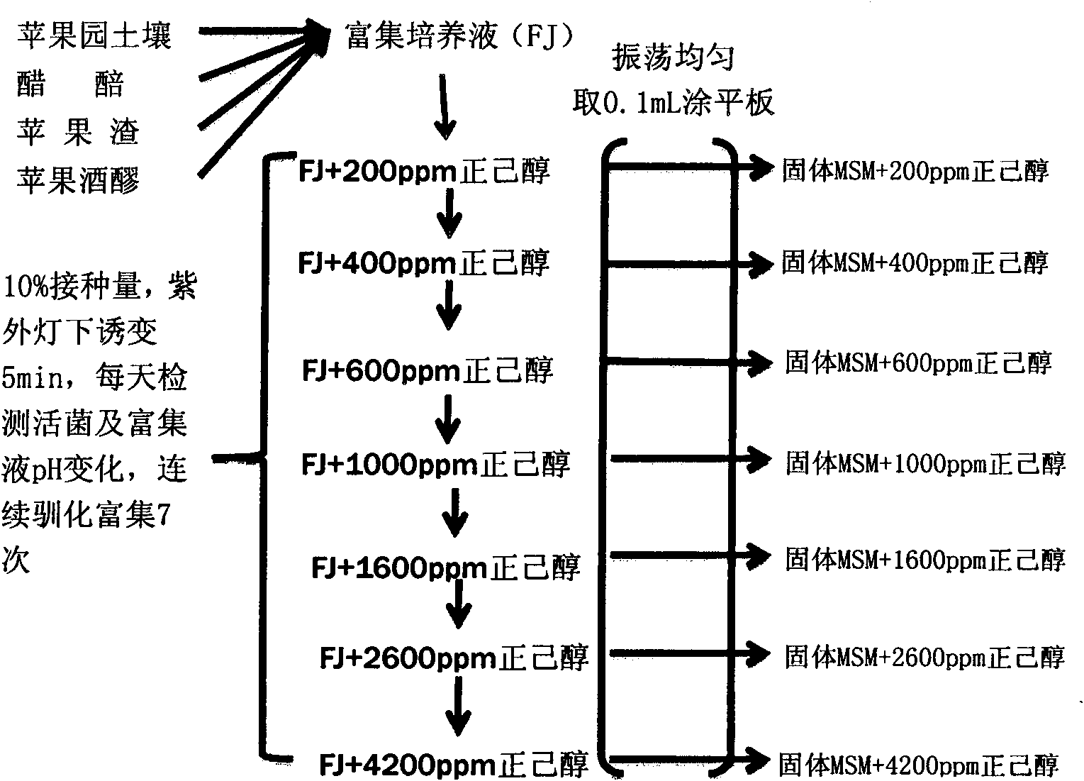 Hexanol degrading bacterium and preparation method and application thereof