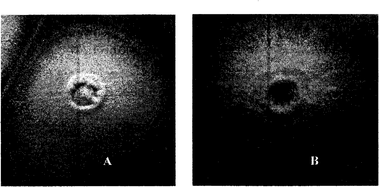 Hexanol degrading bacterium and preparation method and application thereof