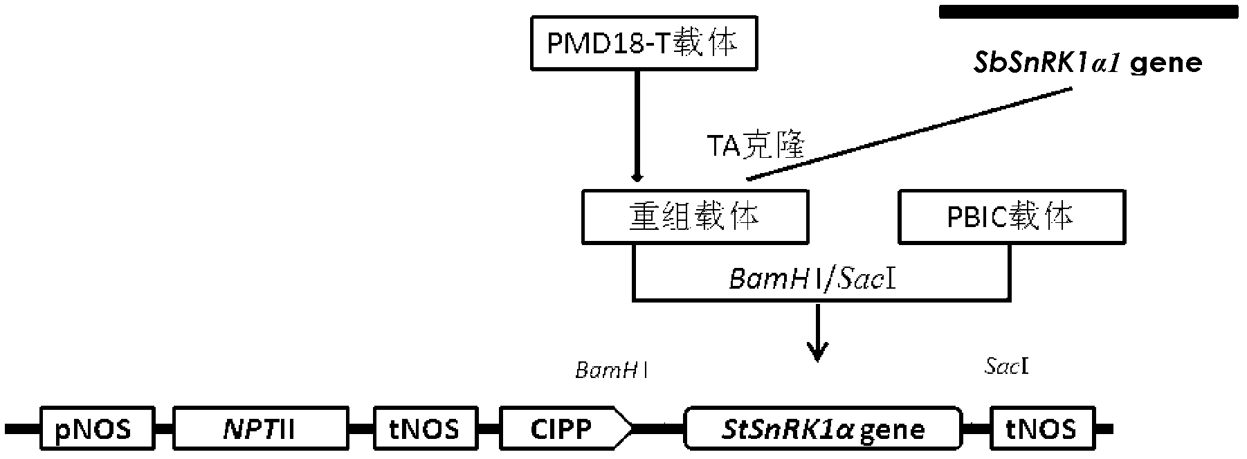 Protein and gene for adjusting and controlling low temperature saccharification of potato as well as application thereof