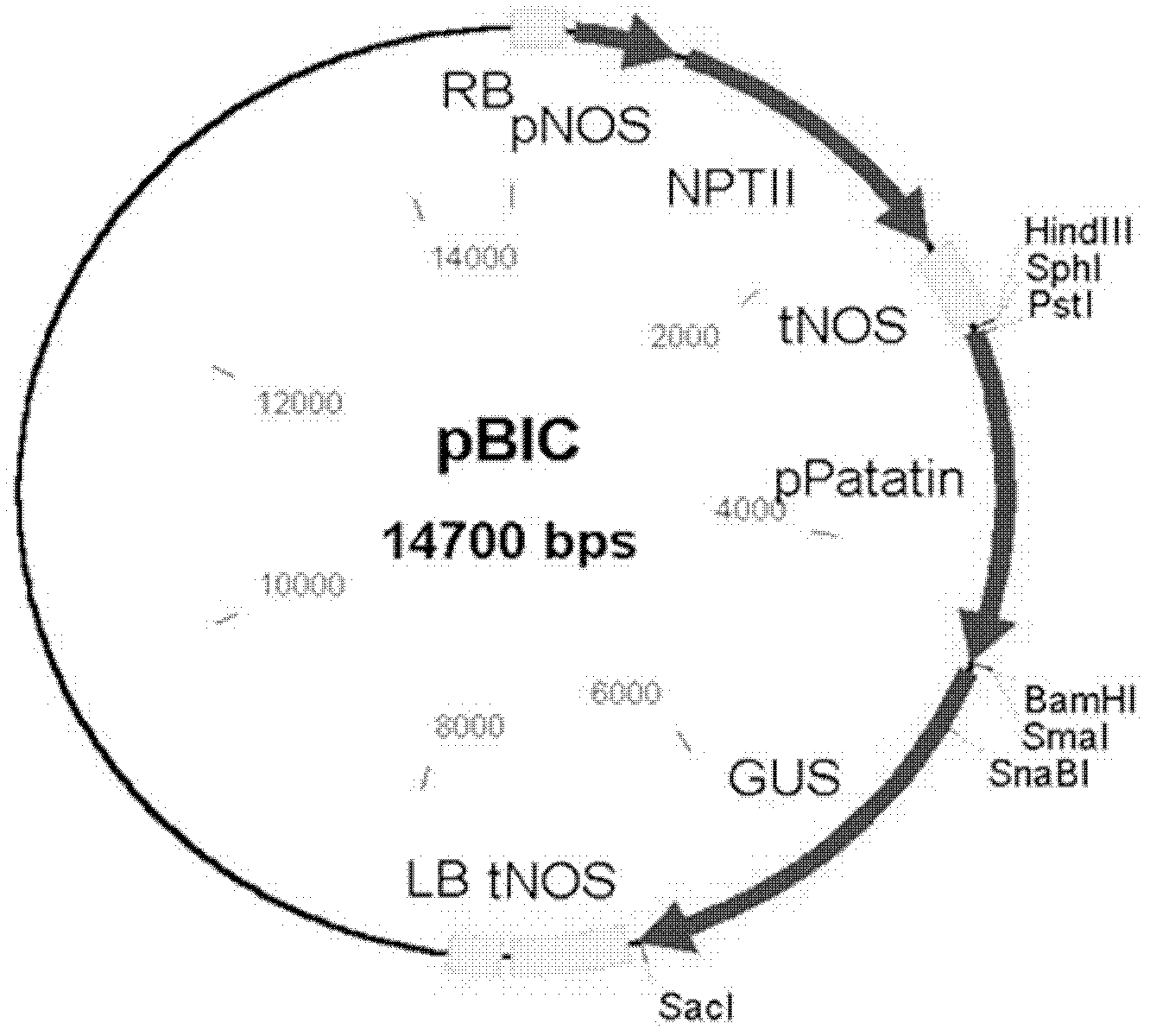 Protein and gene for adjusting and controlling low temperature saccharification of potato as well as application thereof