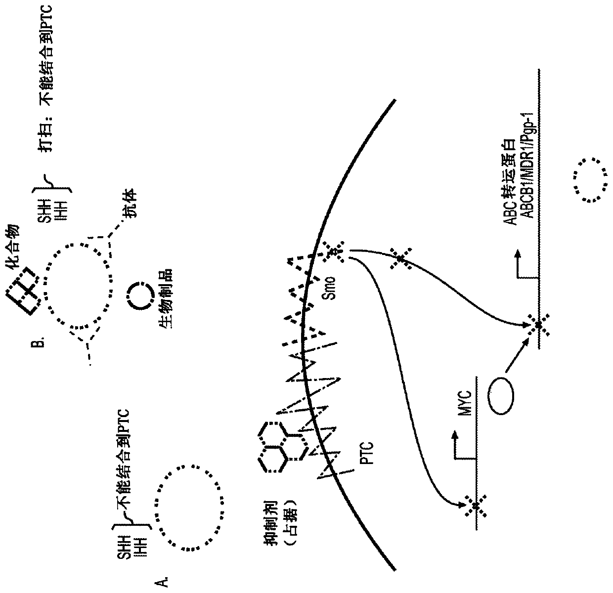 Compositions, packaged pharmaceuticals, and methods of using posaconazole for the sensitization of resistant tumors