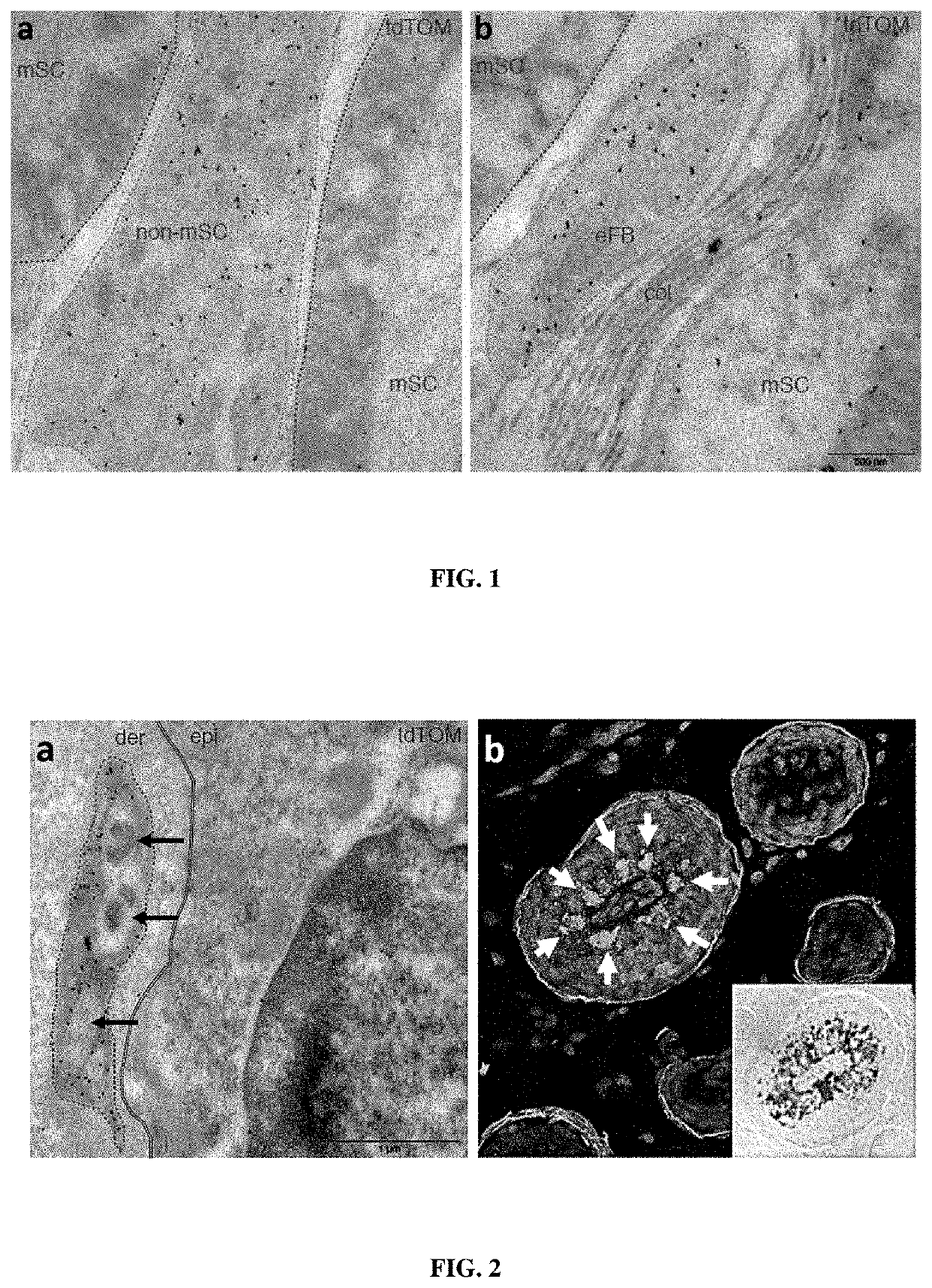 Non-human model for neurofibromatosis type 1