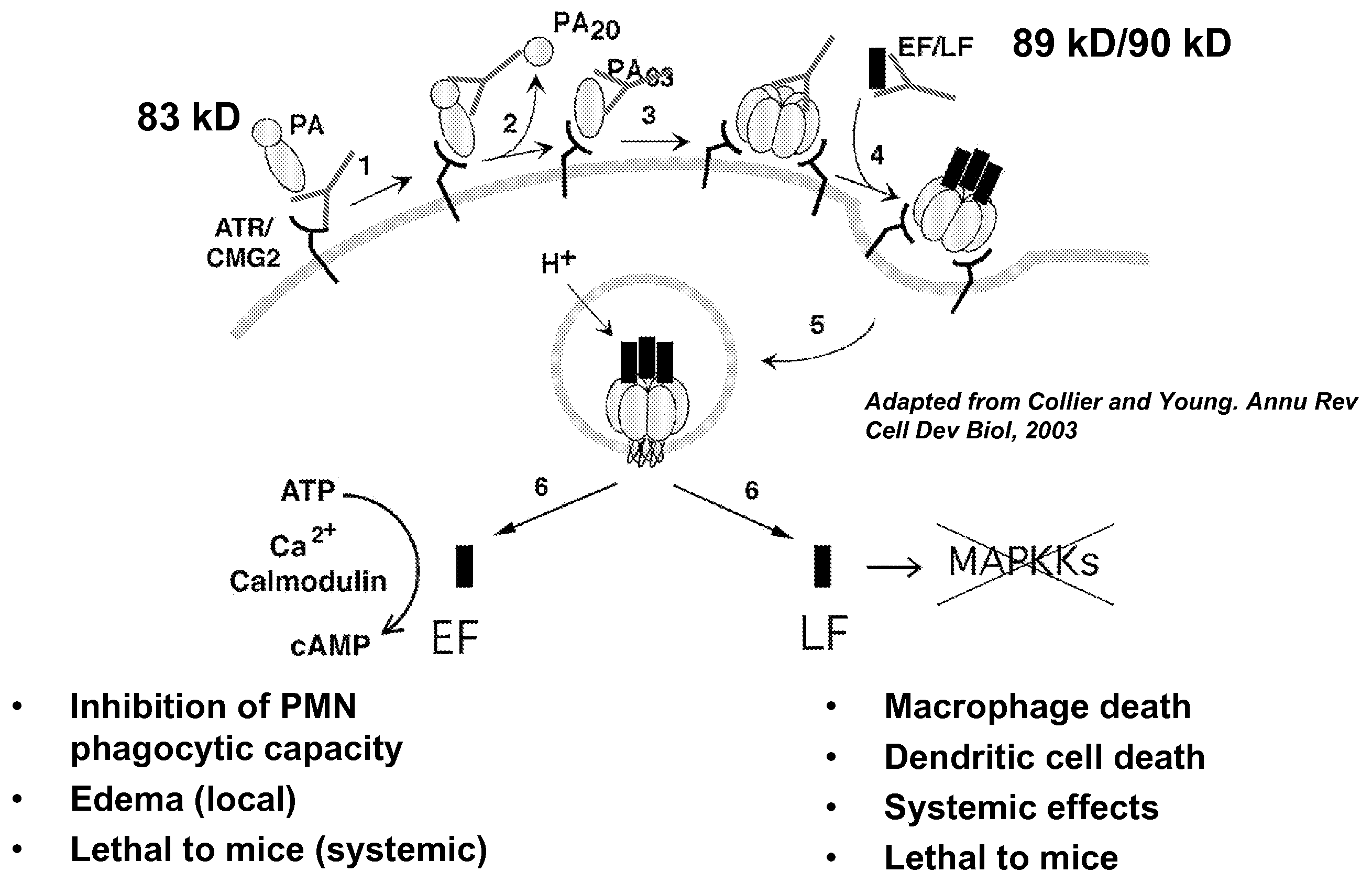 Anthrax compositions and methods of use and production