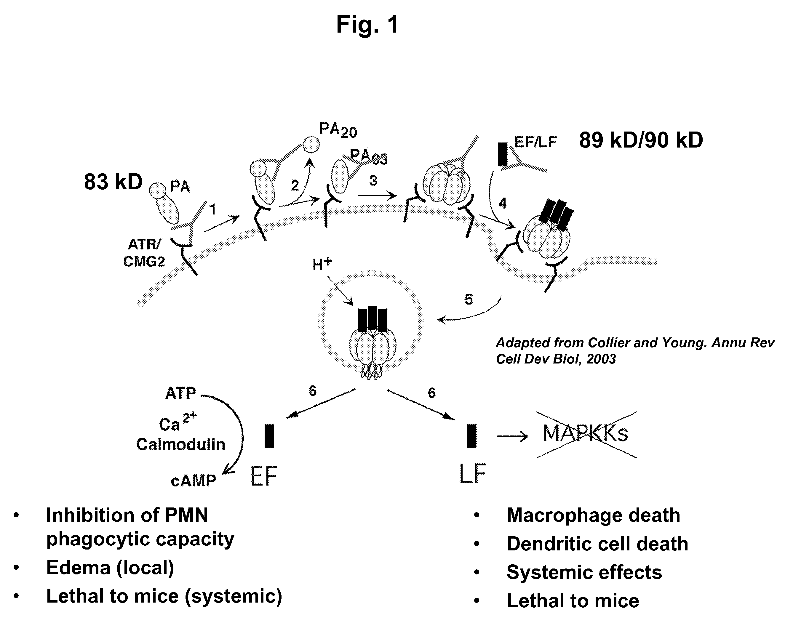 Anthrax compositions and methods of use and production