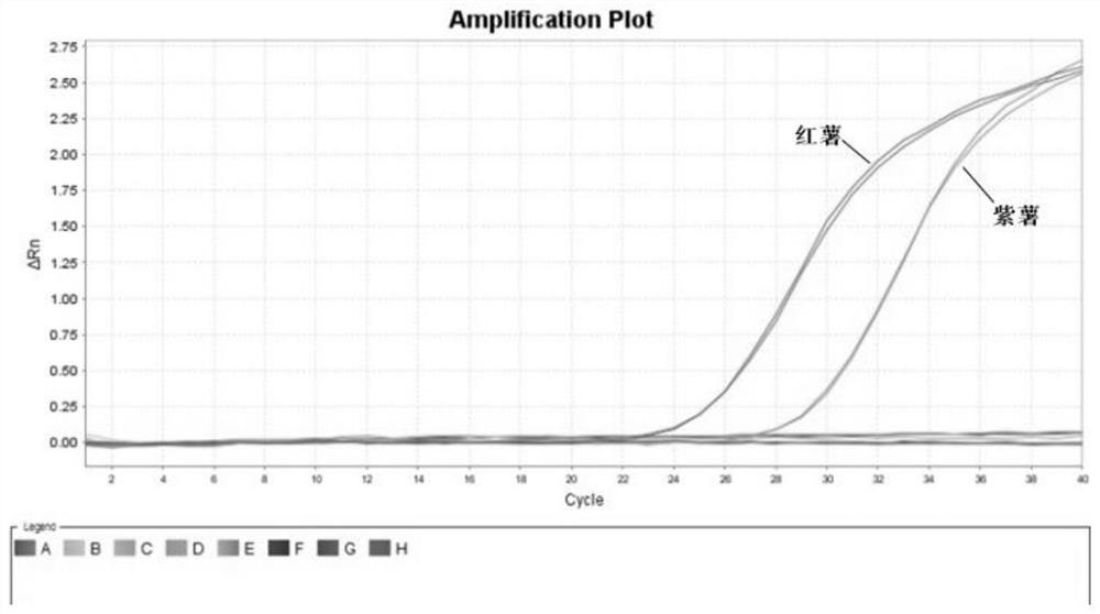 A kit for the quantitative detection of sweet potato components based on microdroplet digital PCR and its application