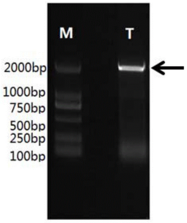 A kind of trehalose synthase and its coding gene and application