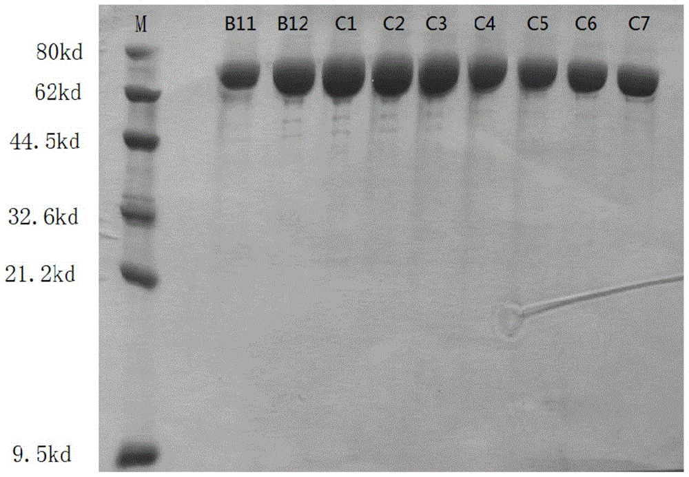 A kind of trehalose synthase and its coding gene and application