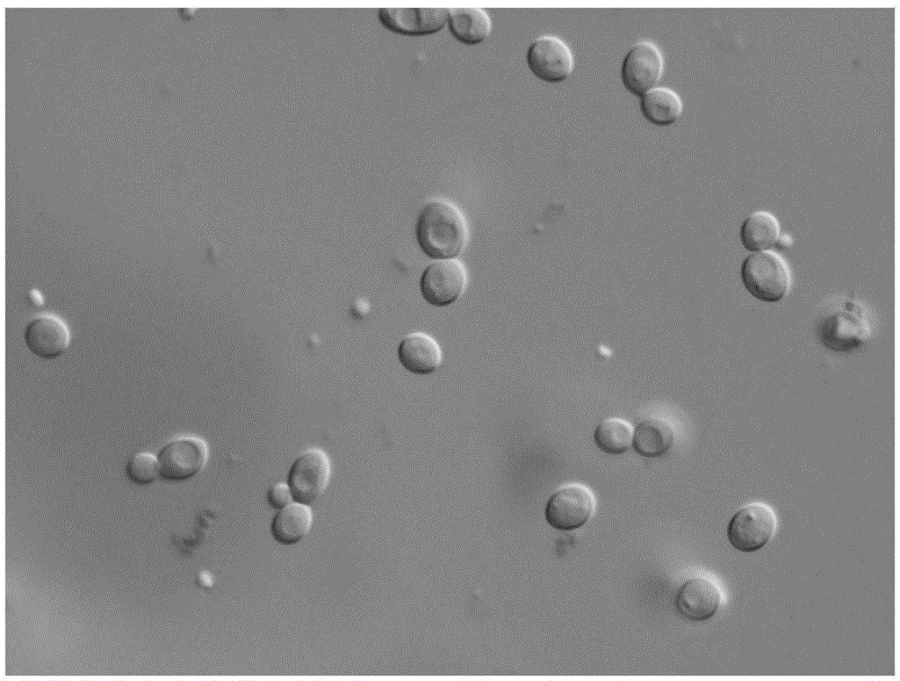 Natural honey wound dressing and preparing method and application thereof