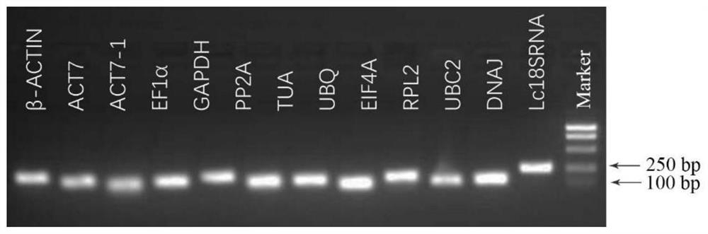 Internal reference gene of loofah and its primer and application