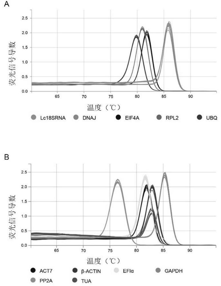 Internal reference gene of loofah and its primer and application