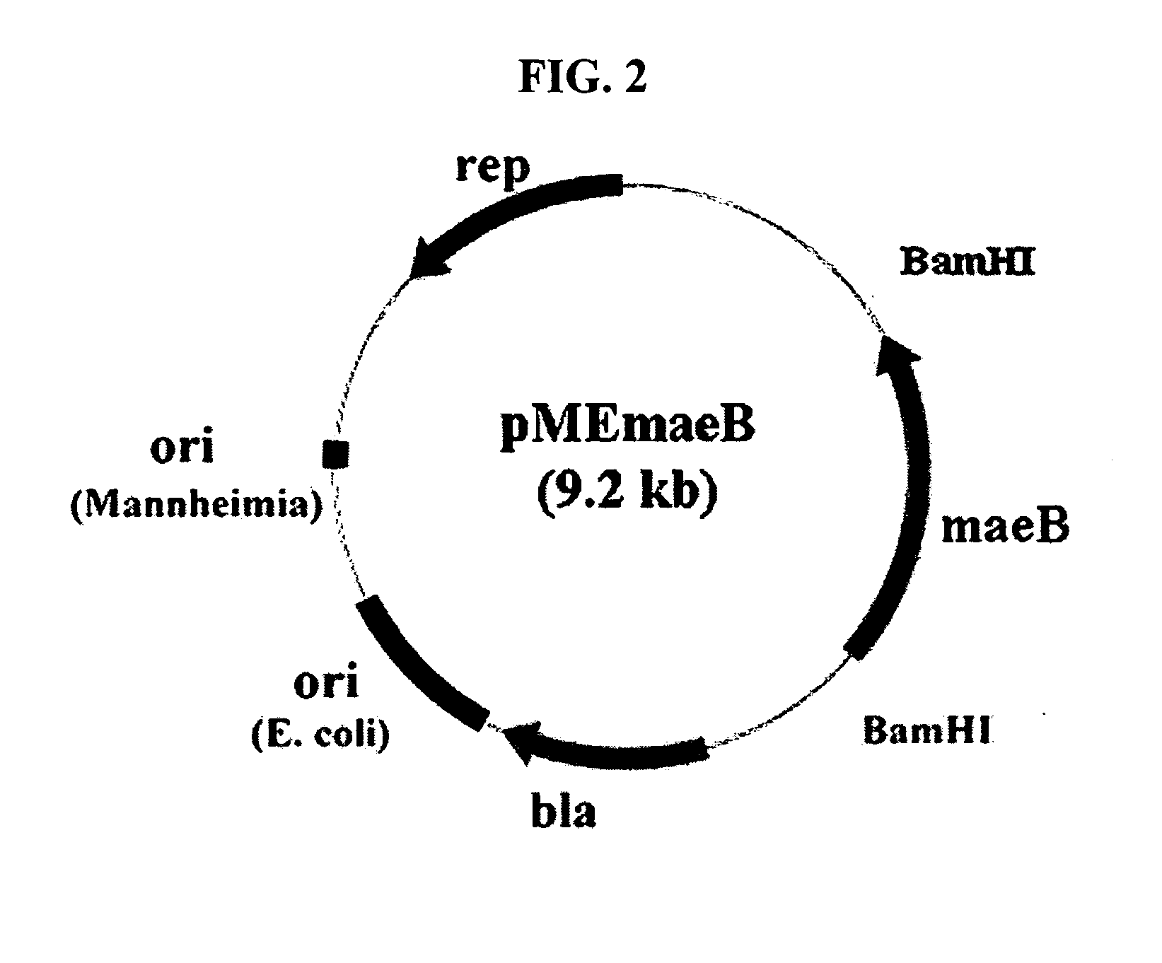 Novel gene encoding malic enzyme and method for preparing succinic acid using the same