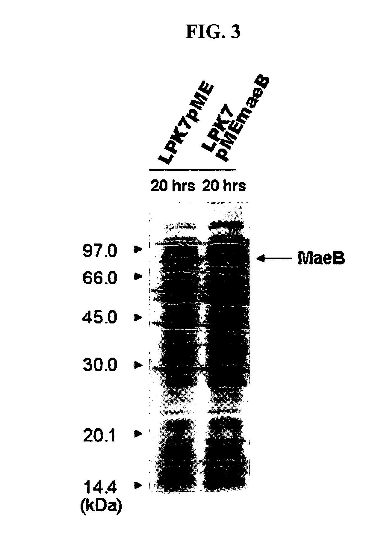 Novel gene encoding malic enzyme and method for preparing succinic acid using the same