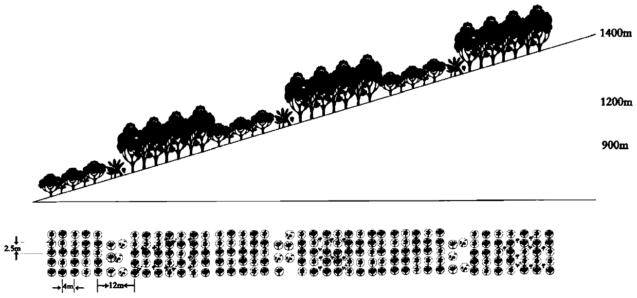 A kind of afforestation method for reforming and restoring tropical rainforest by rubber forest