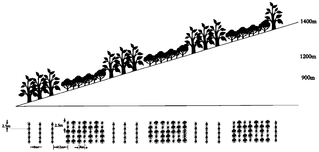 A kind of afforestation method for reforming and restoring tropical rainforest by rubber forest