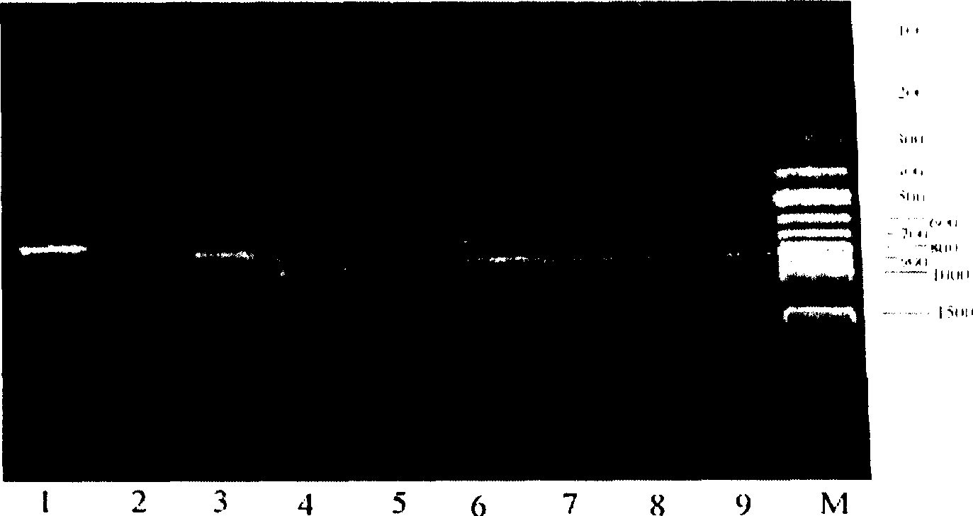 Molecular diagnosis method for gray mold