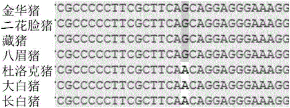 SNP (Single Nucleotide Polymorphism) molecular marker related with back fat thickness trait of pig and detection method of SNP molecular marker