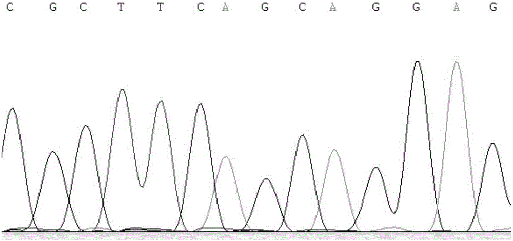 SNP (Single Nucleotide Polymorphism) molecular marker related with back fat thickness trait of pig and detection method of SNP molecular marker