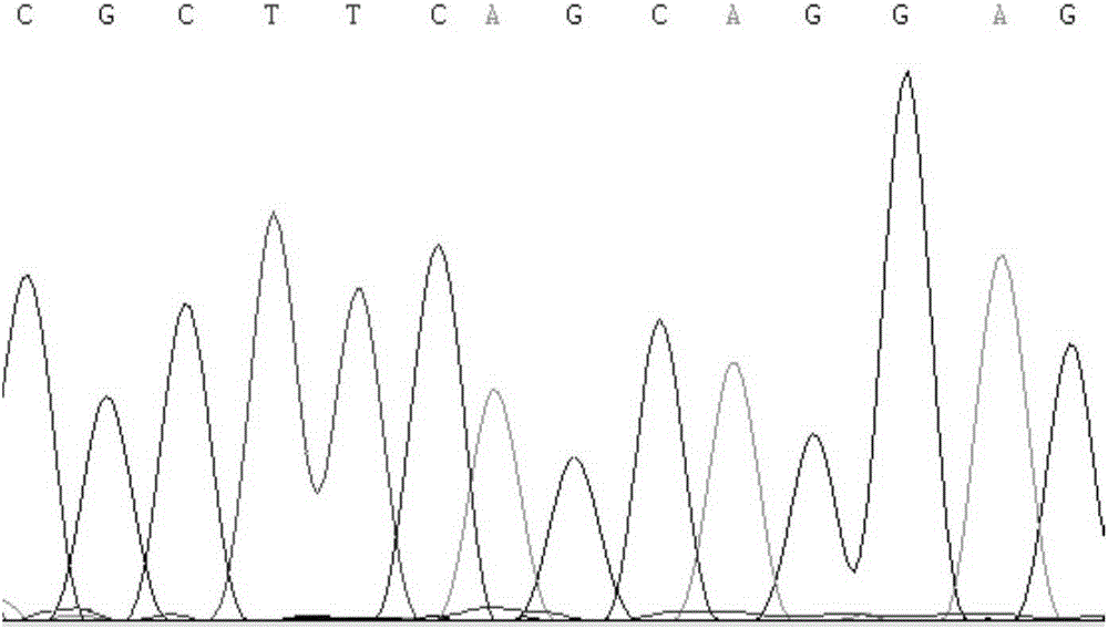 SNP (Single Nucleotide Polymorphism) molecular marker related with back fat thickness trait of pig and detection method of SNP molecular marker