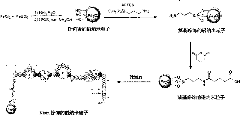 Preparation method and application of Nisin modified magnetic nano particle