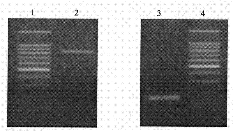 Hepatocellular carcinoma targeting gene expression element AP and applications thereof