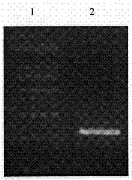 Hepatocellular carcinoma targeting gene expression element AP and applications thereof