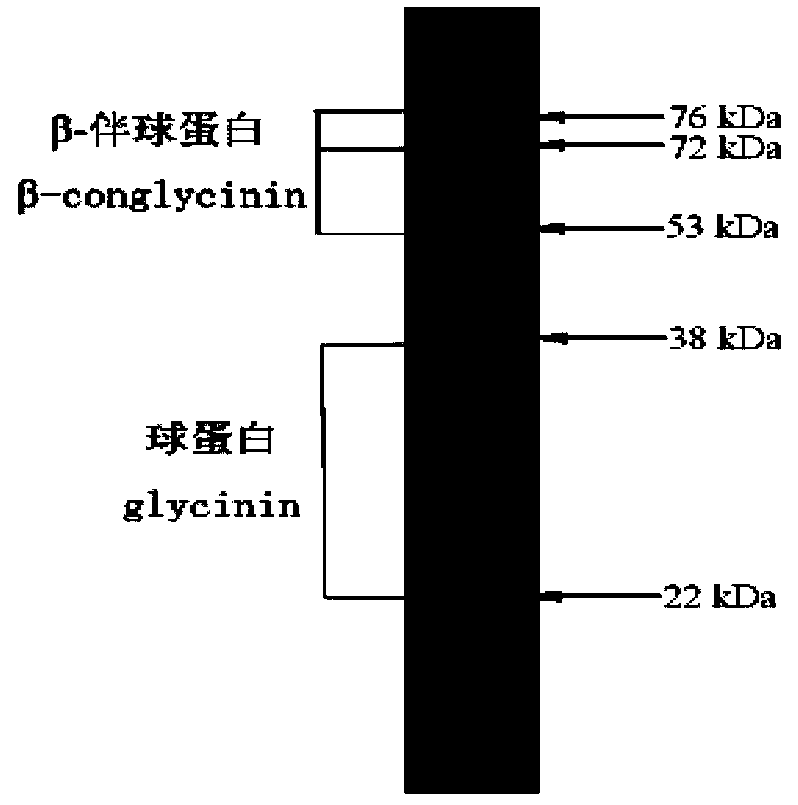 Method for preparing fish soluble pulp protein and soybean meal mixed raw material through solid state fermentation of many strains