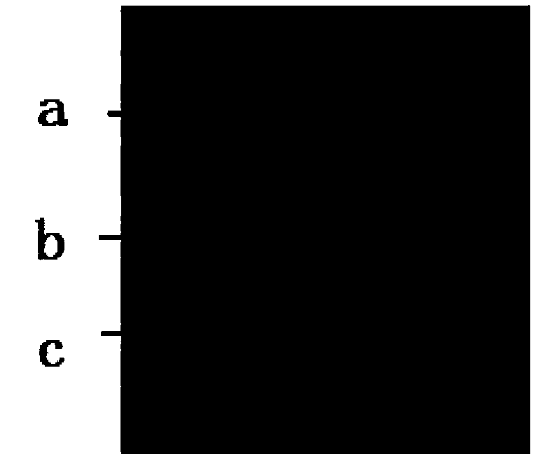 Method for preparing fish soluble pulp protein and soybean meal mixed raw material through solid state fermentation of many strains