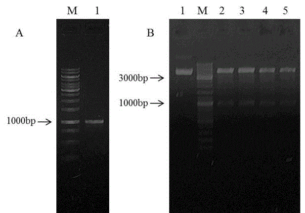 Gene application in inhibition and apoptosis of glioma cell