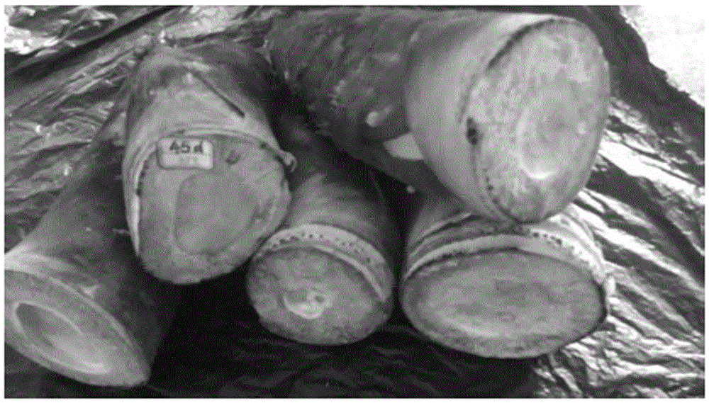 Preservation method of phyllostachys heterocycla shoots with shells through combination of Chinese liquor treatment and low-temperature treatment