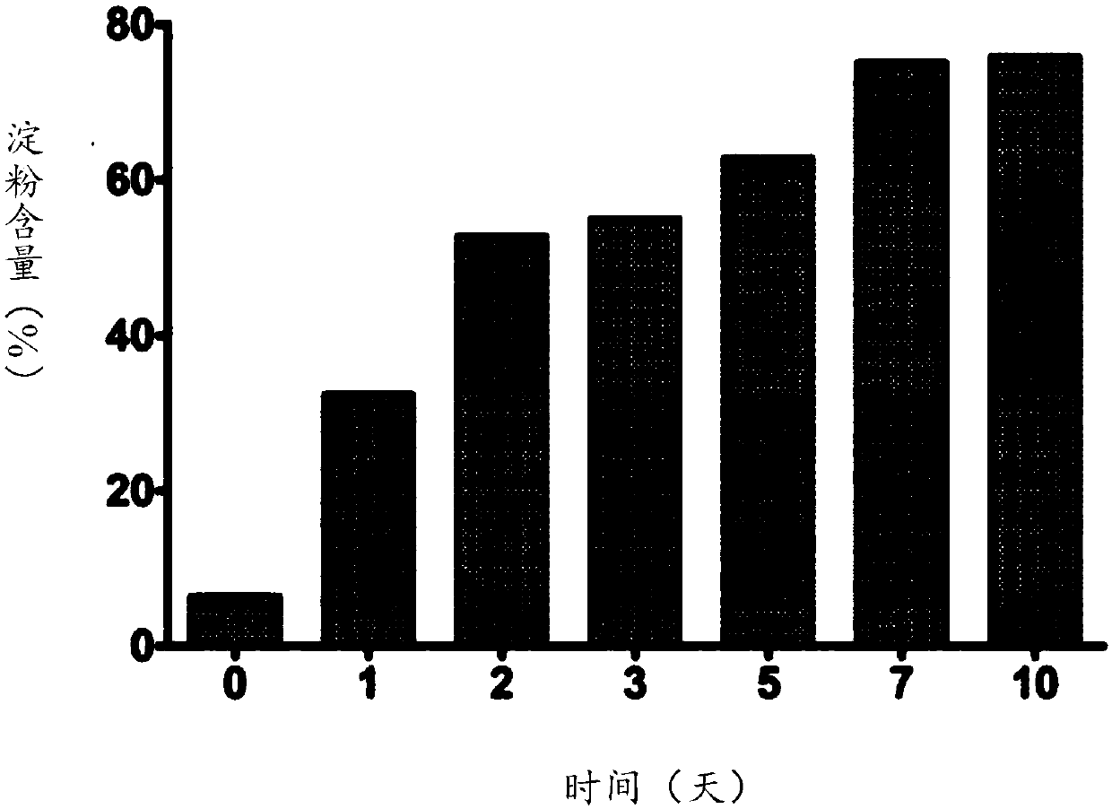 Cultivation method for increasing duckweed starch content and application