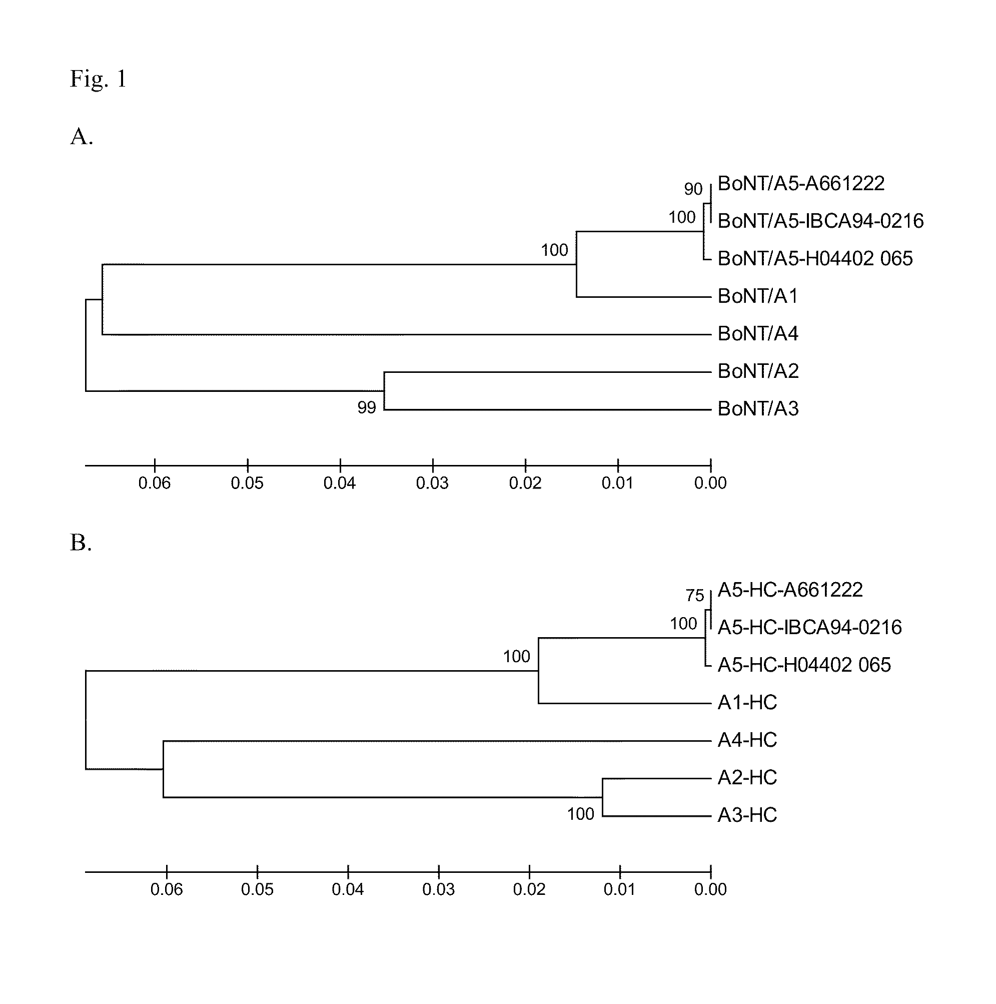 Novel Subtype of Closteridium Botulinum Neurotoxin Type A and Uses Thereof