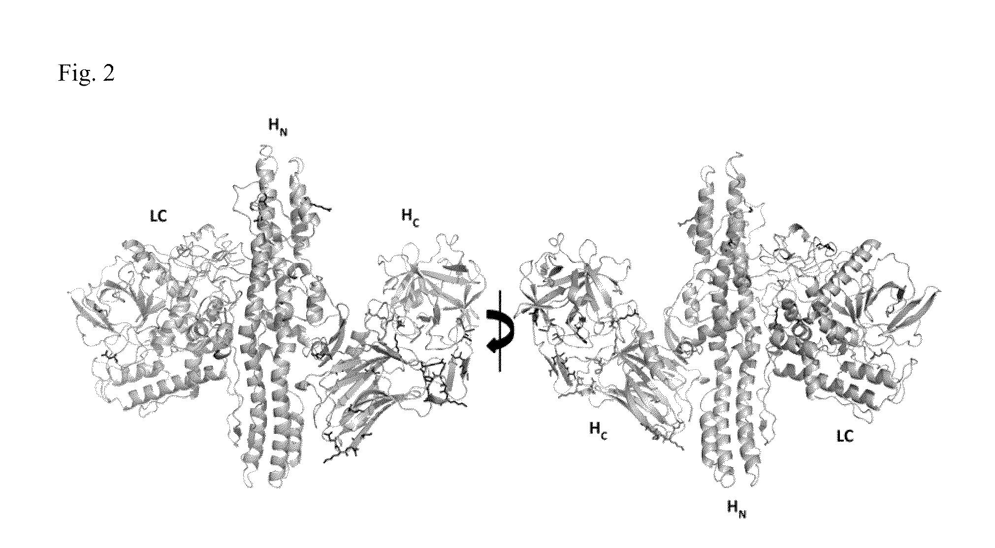 Novel Subtype of Closteridium Botulinum Neurotoxin Type A and Uses Thereof